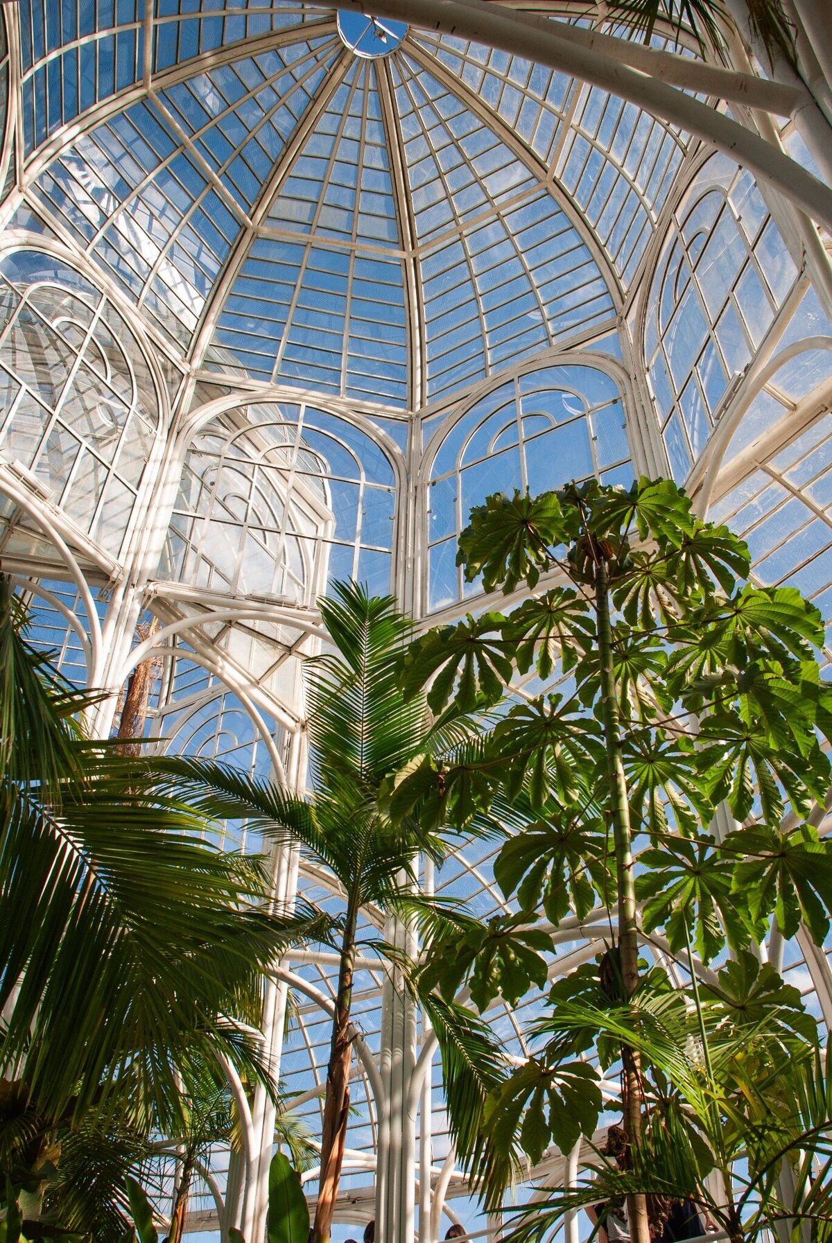 A sunlit conservatory filled with palms and tropical plants